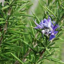 Tuscan Blue  Rosemary (Upright Rosemary Varieties) Seeds – Hardy & Aromatic