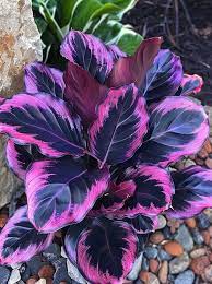 Purple Calathea Warscewiczii Flower Seeds – Heirloom Non-GMO Seeds for Planting & Organic Garden