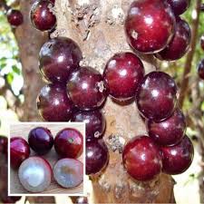 Plinia oblongata – "Red Jabuticaba" Fruit Seeds - Unique Brazilian Jabuticaba Trees for Edible Berries