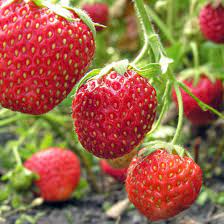 Vibrant Ozark Beauty Strawberry Seeds for Planting - Juicy, Sweet Berries for Home Garden