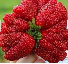 Giant Strawberry Fruit Seeds for Growing Massive Berries Heirloom & non GMO seeds