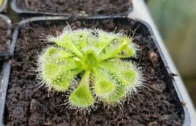 Green Sundew Clip Plant Seeds for Planting, 100 pcs