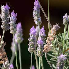 Fransk lavendel (Lavandula dentata) Blomsterfrø til udplantning - 100 stk