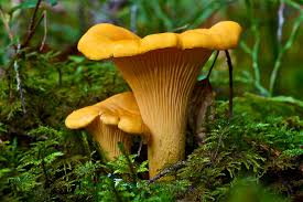 Chanterelle Mushroom Seeds for Planting, Brown, 100 pcs