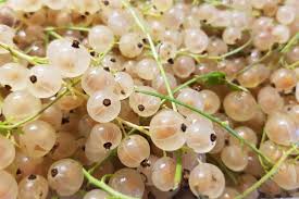 White Currant (Ribes rubrum var. alba) Fruit Seeds for Planting - Tangy Red Berries for Your Garden