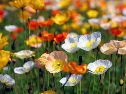 Heirloom Nudicaule Iceland Poppy Mix Flower Seeds for planting -Non-GMO Garden Seeds