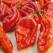 Bhut Jolokia Pepper Vegetable Seeds for Planting - heirloom & Non-GMO Seeds