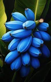 Banana Fruit Seeds for Planting- Blue Variety for Exotic Bananas in Your Garden