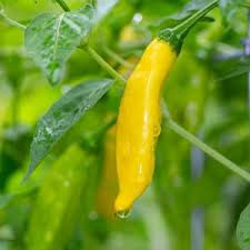 Aji Lemon Drop Pepper Seeds for Planting - Grow Natural and Organic Vegetables at Home