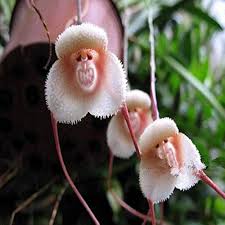 Monkey Face Lys Pink Orkideer Blomsterfrø til udplantning - 100 stk