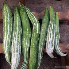 Thai Short Snake Gourd Vegetable Seeds for Planting - 100 pcs