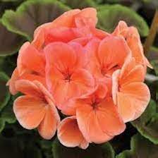 Orange Geranium Blomsterfrø til udplantning 100 stk