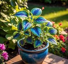 Blue Mini Coleus Plant Seeds – Heirloom Non-GMO Organic Garden Seeds for Planting, High Germination Vibrant Foliage
