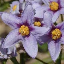 Solanum Flower Seeds for Planting, 100 pcs