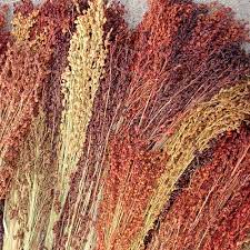 Sorghum Broom Corn Seeds for Planting – Heirloom, Non-GMO Grain & Craft Seeds for Gardens and Homesteads