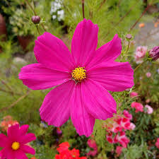 cosmos dazzler flower seeds