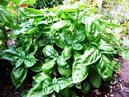 Genovese Basil Seeds – For Fresh Culinary Creations-Heirloom & Non-GMO Seeds for planting