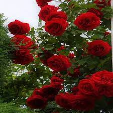 Red Climber Flower Seeds for Planting, 100 pcs