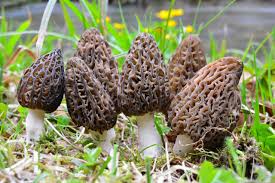 Mixed Morel Mushroom Vegetable Seeds for Planting – Deep Brown Variety  100 pcs