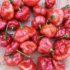 Aji Dulce Red Pepper Vegetable Seeds for Planting heirloom & Non-GMO Seeds