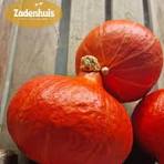 Hokkaido Pumpkin Red Kuri Vegetable Seeds for Planting - Organic