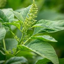 Green Amaranth Co 1 Herb Seeds for Planting - Heirloom &amp; Non-GMO Seeds for planting
