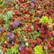 Heirloom Non-GMO Mixed Sedum Flower Seeds for Planting – Colorful Ground Cover Blooming Seeds