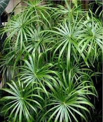 Green Cyperus Alternifolius Planting Seeds for Garden 100 pcs