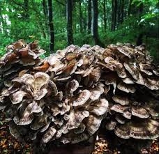 Maitake (Hen of the Woods) Mushrooms Vegetable Seeds for Home & Garden Planting – High Yield & Easy to Grow  100 pcs