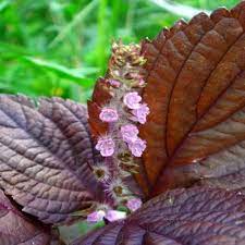 Wild Basil Beefsteak (Perilla) Seeds for Planting-Aromatic Herb and Flavorful Gardens 100 pcs