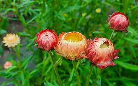 Strawflower Salmon Rose Seeds for Planting | Heirloom Non-GMO High Germination Organic Garden Seeds