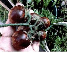 Red Black Tomato Vegetable Seeds for Planting – Heirloom, Non-GMO, High Germination Organic Garden Seeds