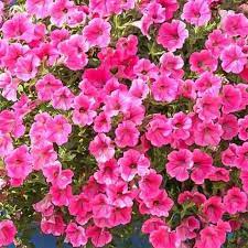 Pink Petunia Blomster Plantning Frø til Have 100 stk