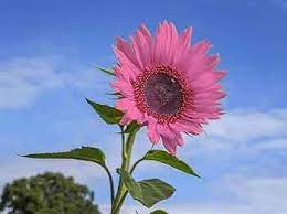 Pink Sunflower Perennial Heirloom Non-GMO Seeds for Planting – Organic Garden Seeds, High Germination