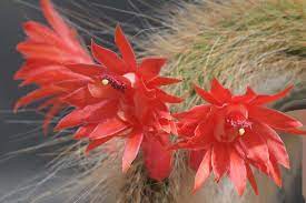 Cleistocactus Colademononis Blomsterplantning Frø til Have 100 stk