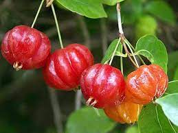 Red Eugenia Rhombea Fruit Seeds - Tropical Fruits for Your Garden  100 pcs