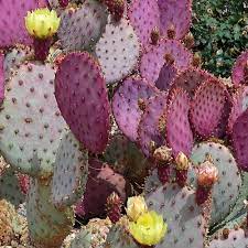 Pink Opuntia Chlorotica Plantning frø til have 100 stk