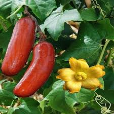 Sicana odorifera Vegetable Seeds for Planting