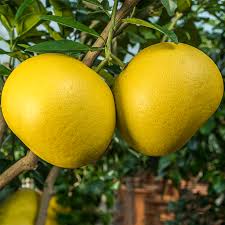plant pomelo seeds Chandler Pomelo Fruit Seeds for Planting – Sweet Heirloom Citrus Tree – Neeraseeds