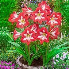 Red White Amaryllis Flower Seeds for Planting - 100 pcs