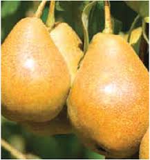 Taylor’s Gold Pear Fruit Seeds for Planting - Pack for Unique, Hardy Cactus Fruits, Heirloom Seeds