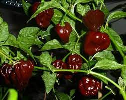 Chocolate Habanero Vegetable Seeds for Planting, heirloom & Non-GMO Seeds