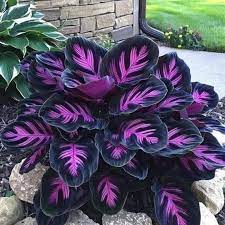 Purple Calathea Warscewiczii Flower Seeds – Heirloom Non-GMO Seeds for Planting & Organic Garden