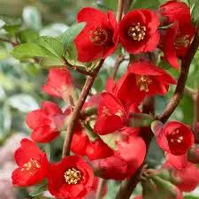 red chaenomeles flower seeds