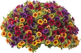 mixed superbells flower seeds