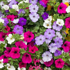 mix petunia flower seeds