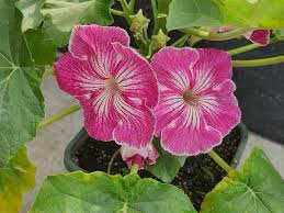 organic stellulifera flower seeds