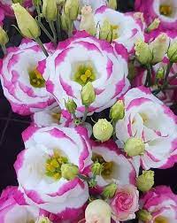 pink sapphire flower seeds