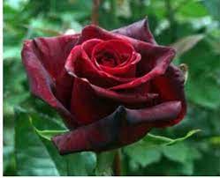 Dark Red Holland Rose Flower Seeds – Heirloom, Non-GMO, High Germination Organic Garden Seeds for Planting