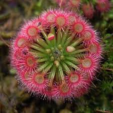 Røde Drosera blomsterfrø til haven - 100 stk